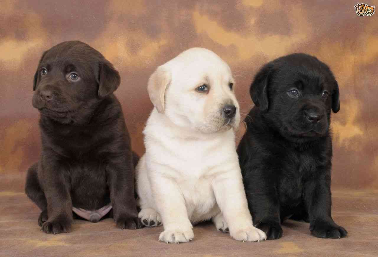 犬とネコ、飼うならどっち?