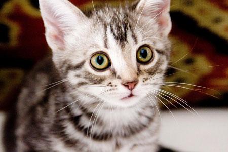 犬とネコ、飼うならどっち?