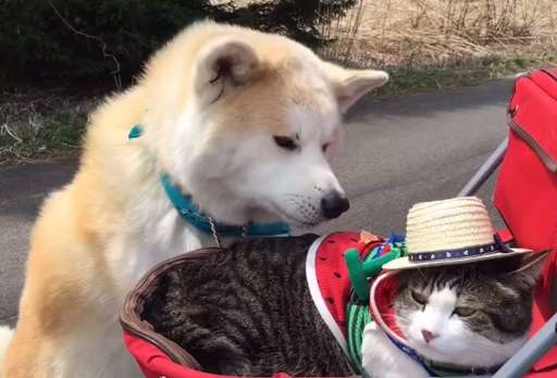 犬とネコ、飼うならどっち?