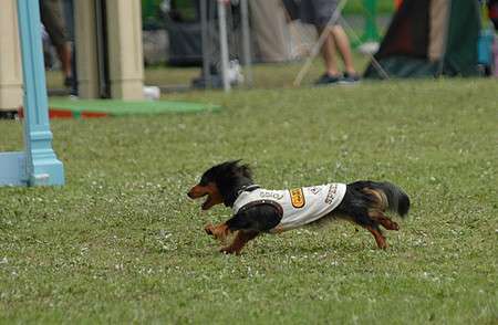 犬とネコ、飼うならどっち?