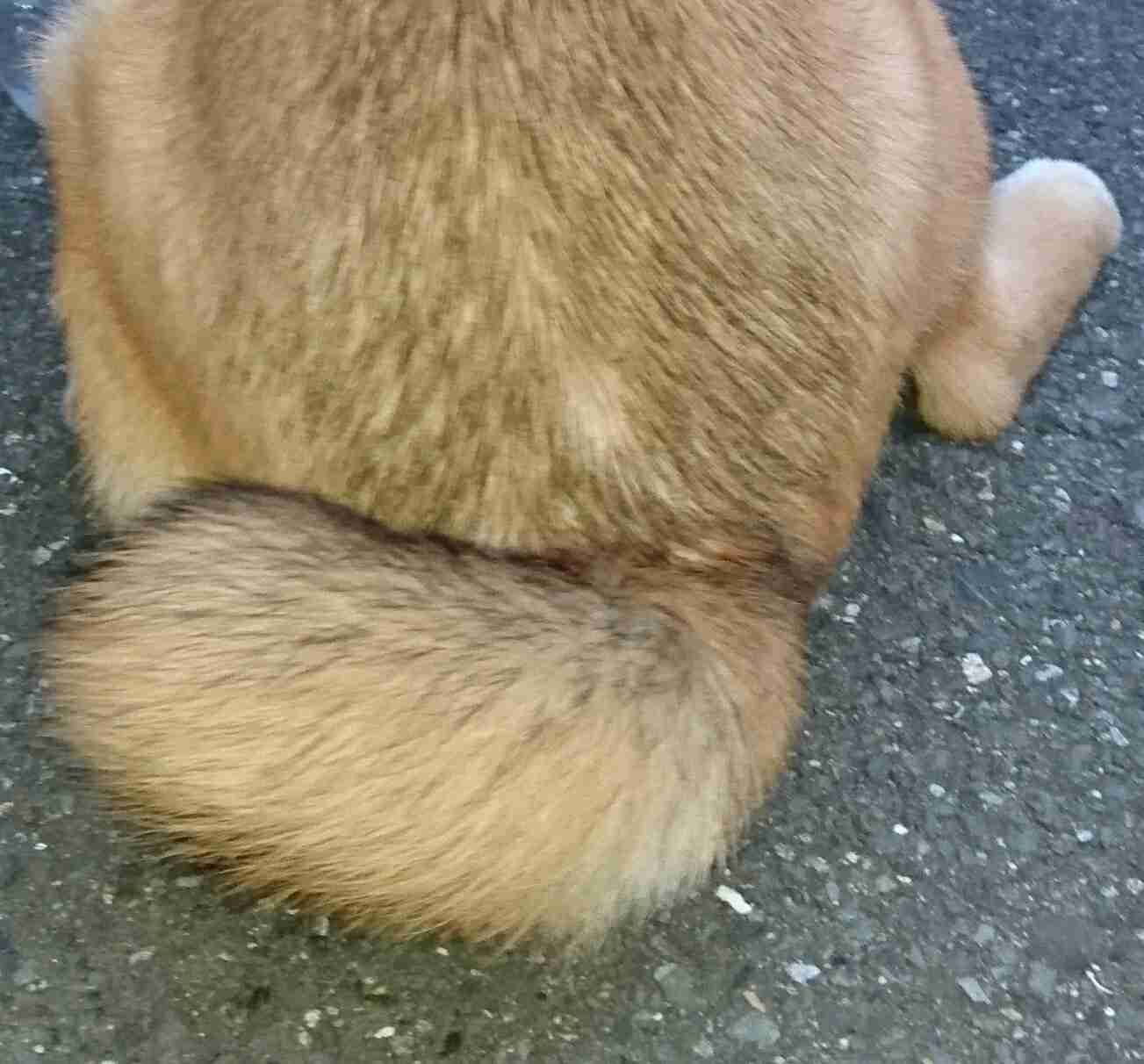 犬とネコ、飼うならどっち?