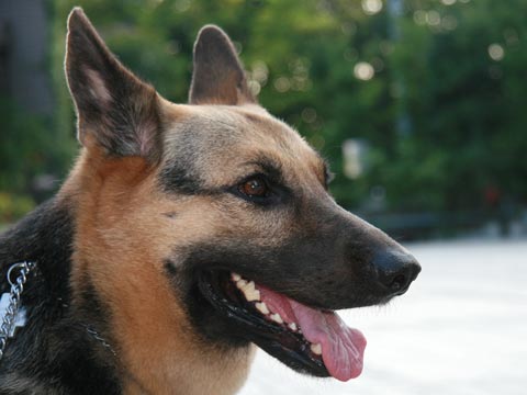 犬とネコ、飼うならどっち?