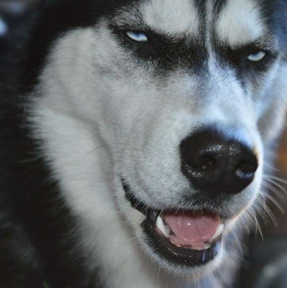 犬とネコ、飼うならどっち?