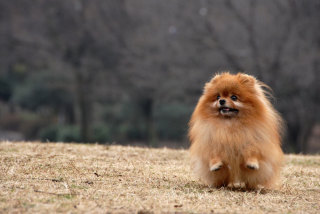 犬とネコ、飼うならどっち?