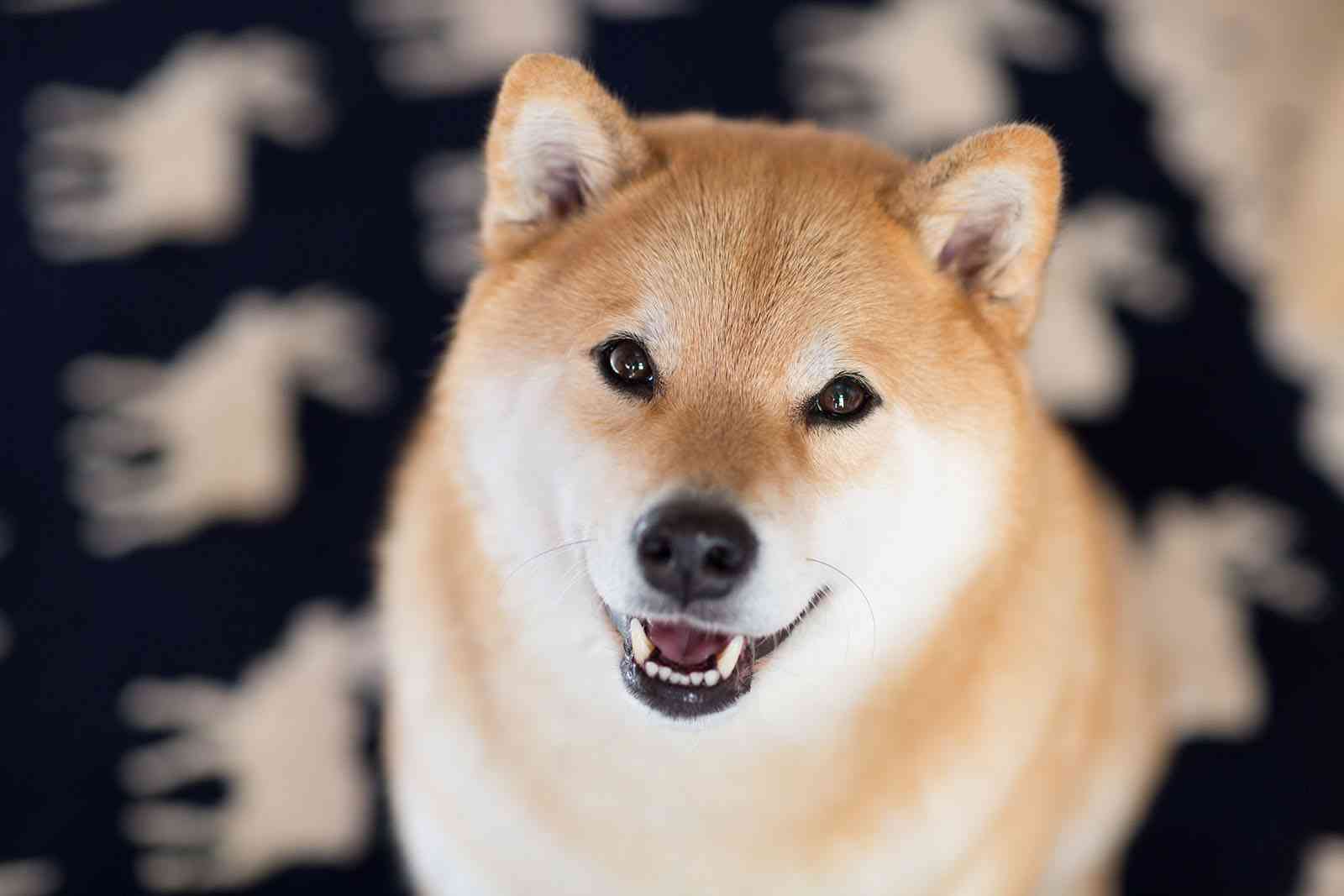 犬とネコ、飼うならどっち?