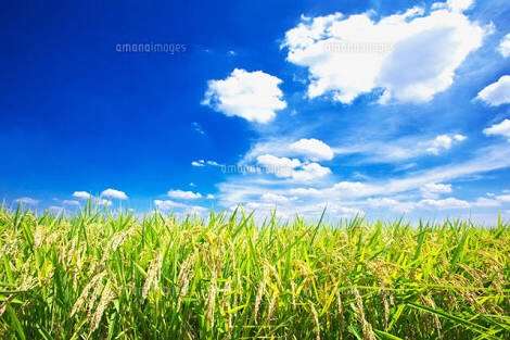 【実況・感想】『ダメな私に恋してください』最終回