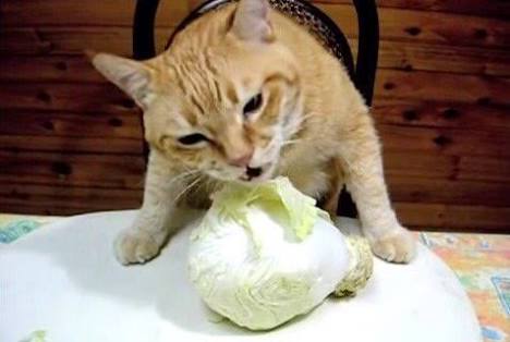 野菜(生で食べる以外)はどの位洗いますか?