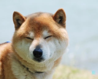 犬好きが、犬への熱い想いをつづるトピ。