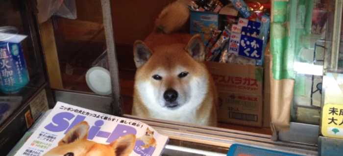 犬好きが、犬への熱い想いをつづるトピ。