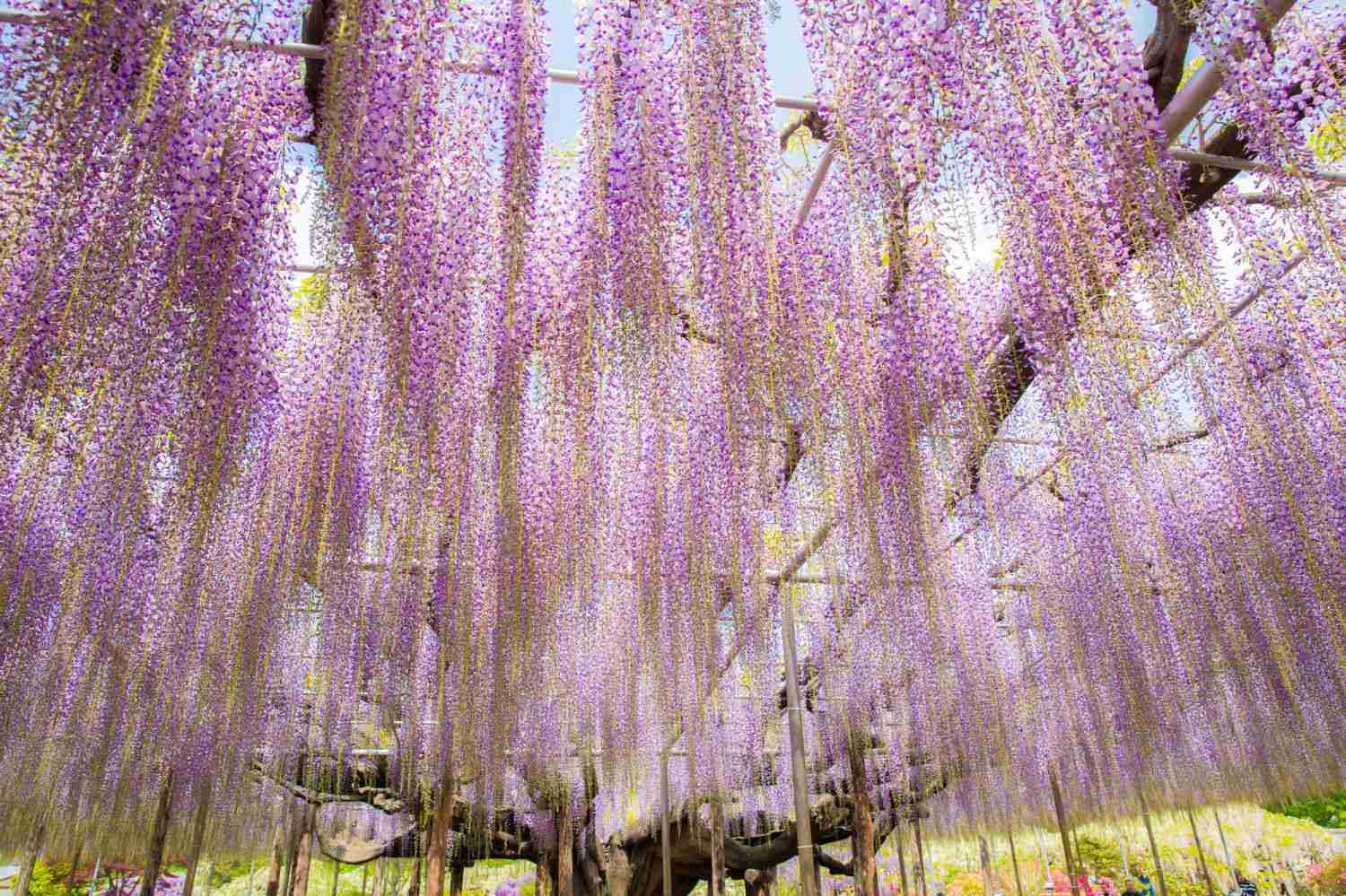 栃木県のオススメスポット