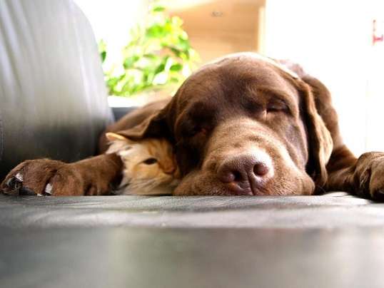 犬と猫って仲良し？それとも？な画像を貼るトピ