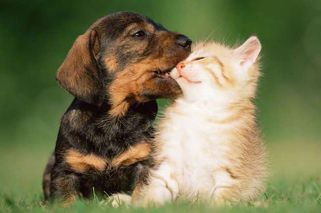 犬と猫って仲良し？それとも？な画像を貼るトピ