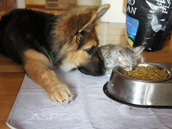 犬と猫って仲良し？それとも？な画像を貼るトピ