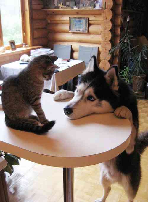 犬と猫って仲良し？それとも？な画像を貼るトピ