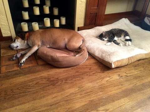 犬と猫って仲良し？それとも？な画像を貼るトピ