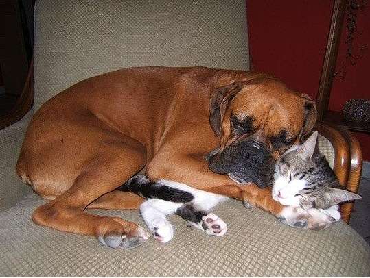 犬と猫って仲良し？それとも？な画像を貼るトピ