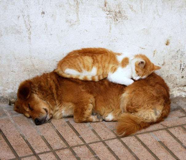 犬と猫って仲良し？それとも？な画像を貼るトピ
