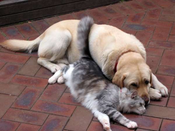 犬と猫って仲良し？それとも？な画像を貼るトピ