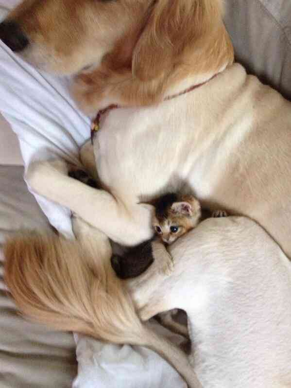 犬と猫って仲良し？それとも？な画像を貼るトピ