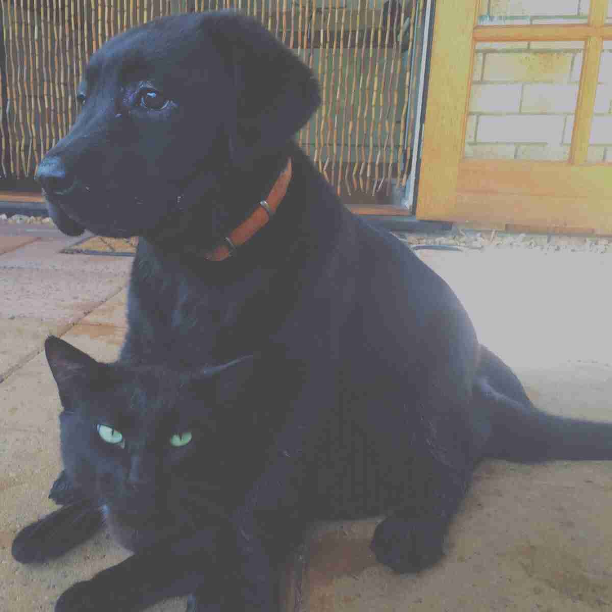 犬と猫って仲良し？それとも？な画像を貼るトピ