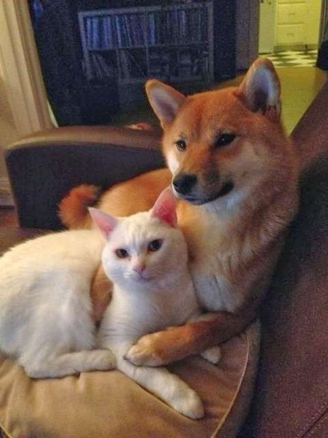 犬と猫って仲良し？それとも？な画像を貼るトピ