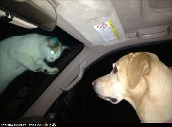 犬と猫って仲良し？それとも？な画像を貼るトピ