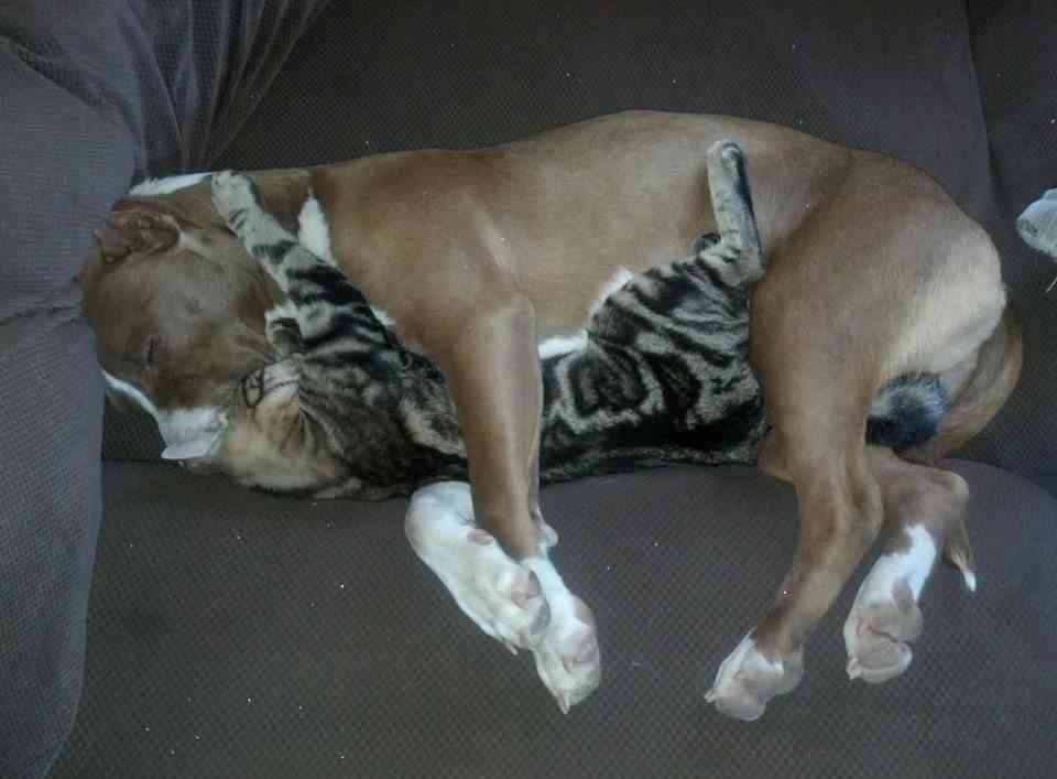 犬と猫って仲良し？それとも？な画像を貼るトピ