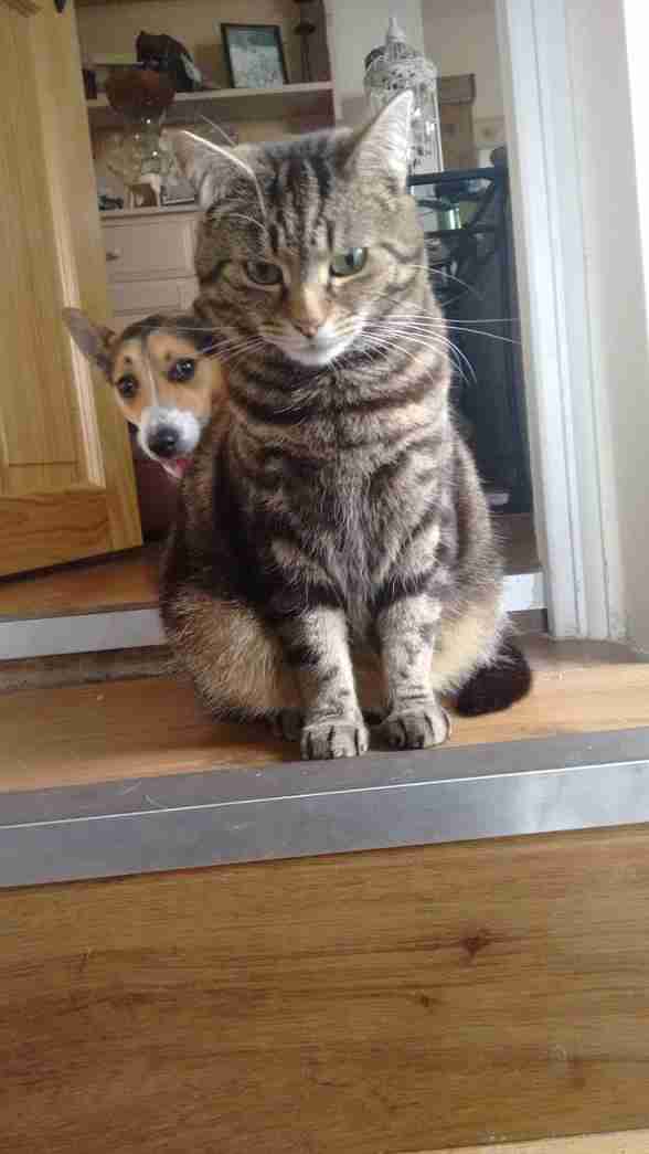 犬と猫って仲良し？それとも？な画像を貼るトピ