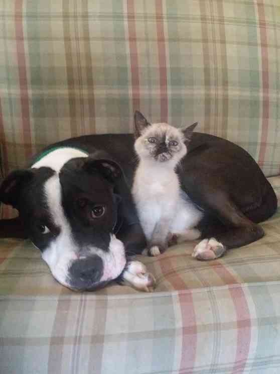犬と猫って仲良し？それとも？な画像を貼るトピ