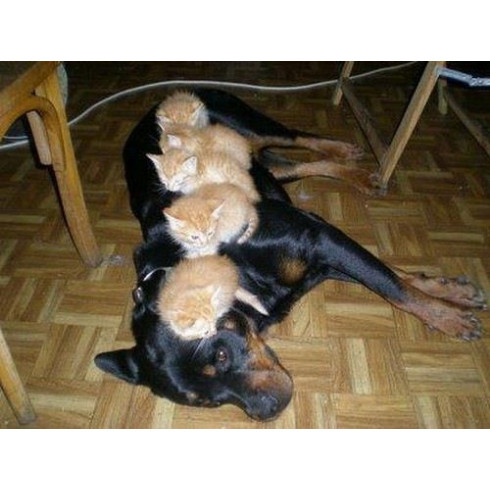犬と猫って仲良し？それとも？な画像を貼るトピ