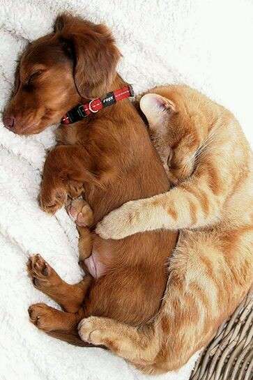 犬と猫って仲良し？それとも？な画像を貼るトピ