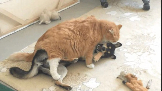 犬と猫って仲良し？それとも？な画像を貼るトピ