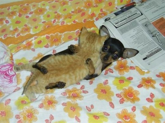 犬と猫って仲良し？それとも？な画像を貼るトピ