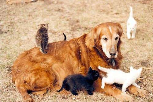 犬と猫って仲良し？それとも？な画像を貼るトピ