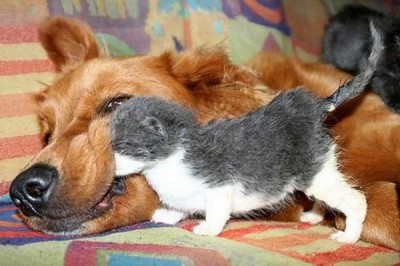 犬と猫って仲良し？それとも？な画像を貼るトピ