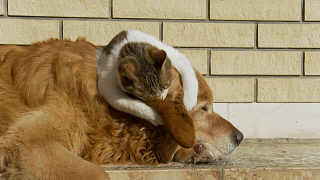 犬と猫って仲良し？それとも？な画像を貼るトピ
