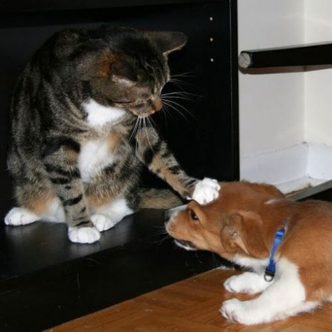 犬と猫って仲良し？それとも？な画像を貼るトピ
