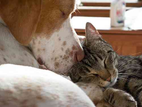 犬と猫って仲良し？それとも？な画像を貼るトピ