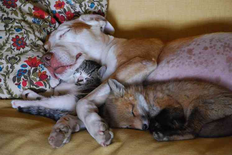 犬と猫って仲良し？それとも？な画像を貼るトピ