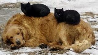 犬と猫って仲良し？それとも？な画像を貼るトピ