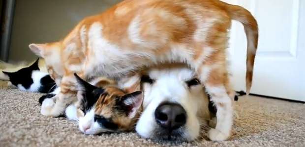 犬と猫って仲良し？それとも？な画像を貼るトピ
