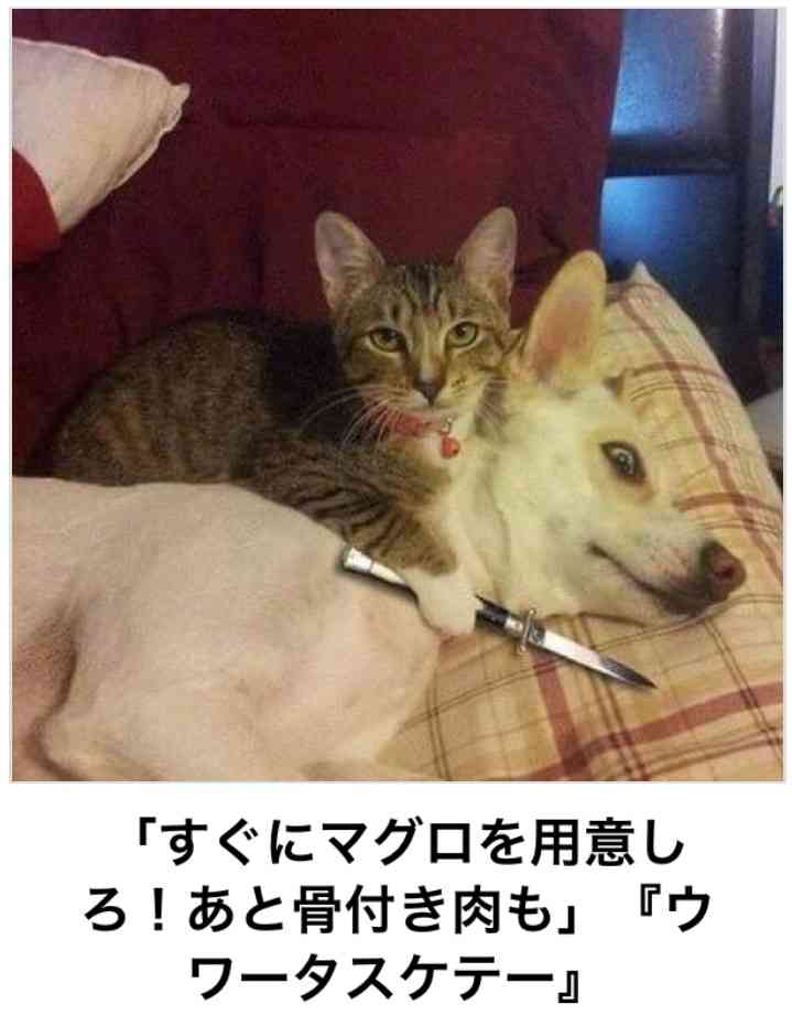 犬と猫って仲良し？それとも？な画像を貼るトピ