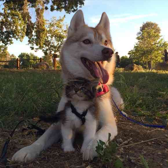 犬と猫って仲良し？それとも？な画像を貼るトピ