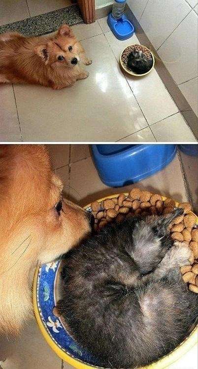 犬と猫って仲良し？それとも？な画像を貼るトピ