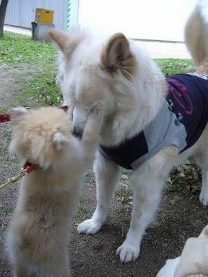 犬と猫って仲良し？それとも？な画像を貼るトピ