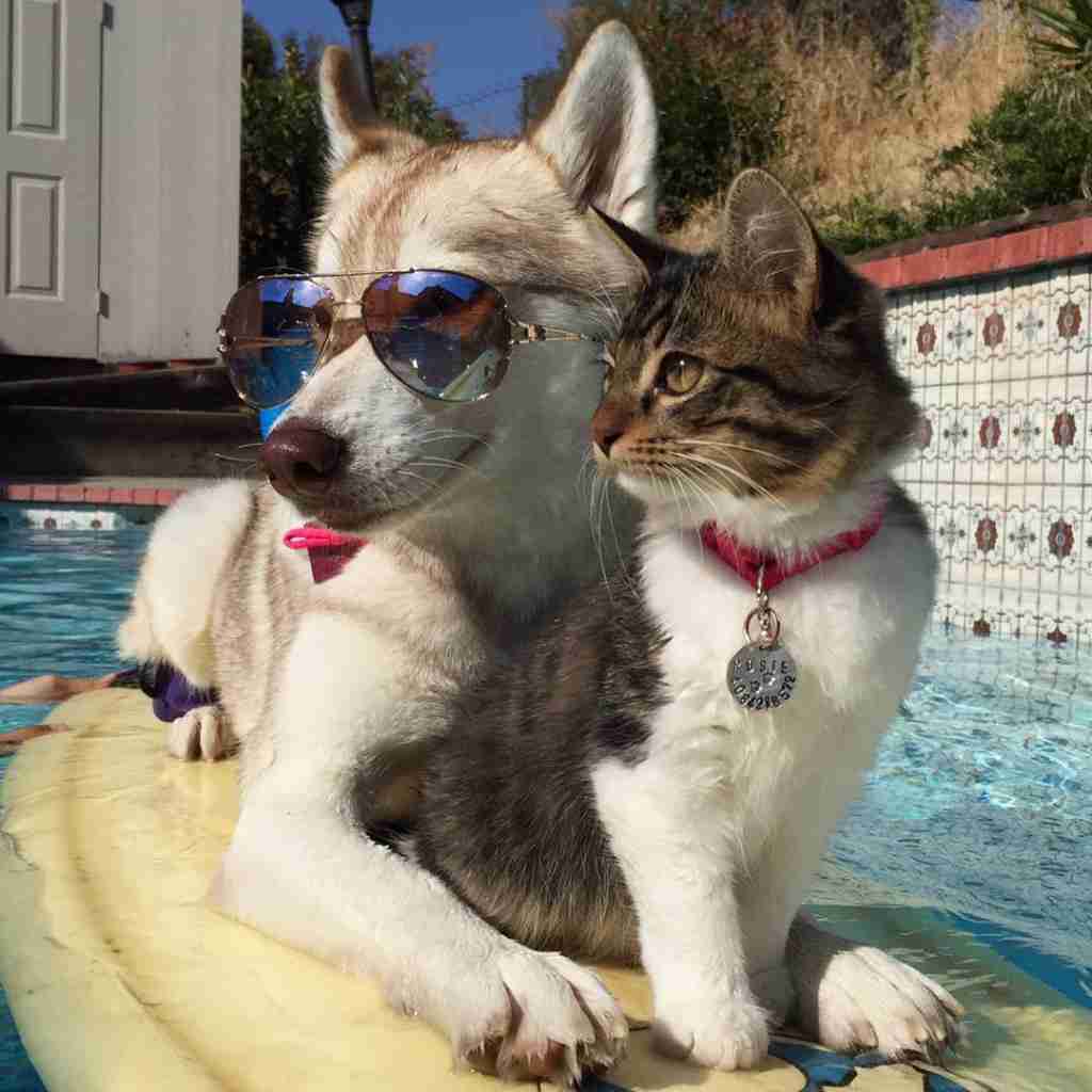 犬と猫って仲良し？それとも？な画像を貼るトピ