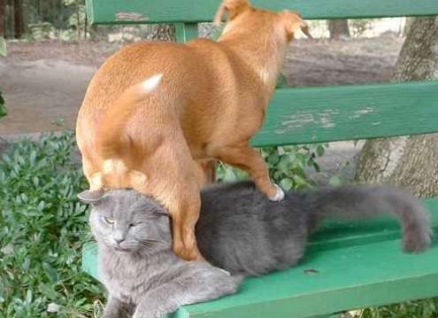 犬と猫って仲良し？それとも？な画像を貼るトピ