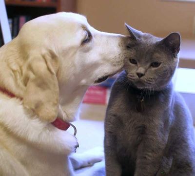 犬と猫って仲良し？それとも？な画像を貼るトピ