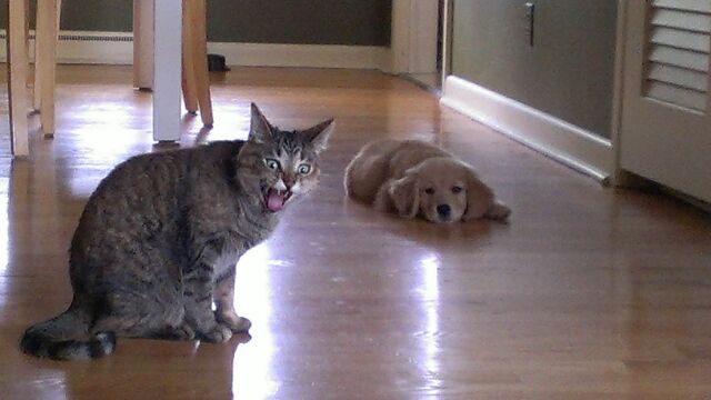 犬と猫って仲良し？それとも？な画像を貼るトピ