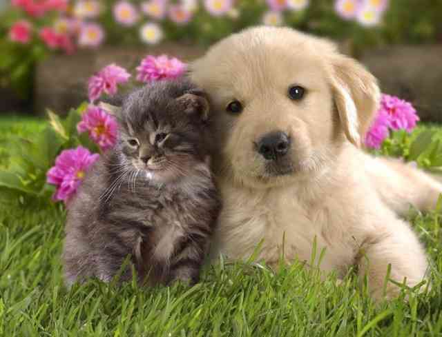犬と猫って仲良し？それとも？な画像を貼るトピ